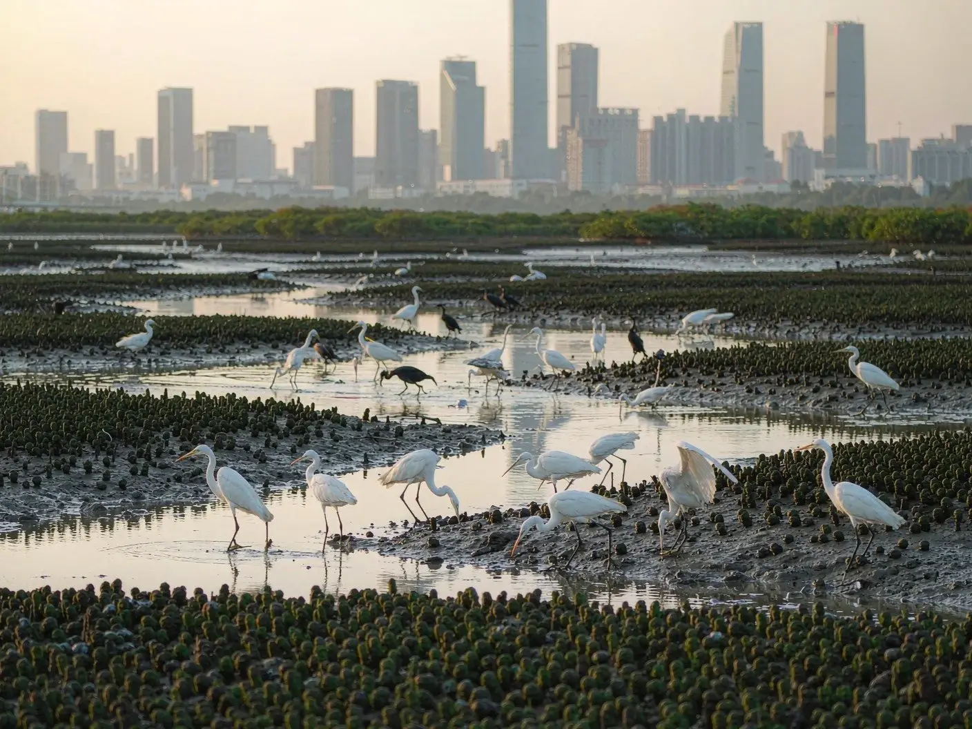 Futian mangroves and birds on the tidal flat