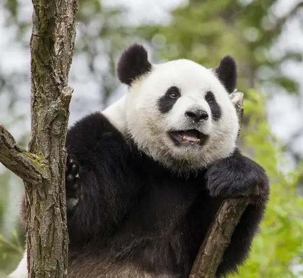 Chengdu