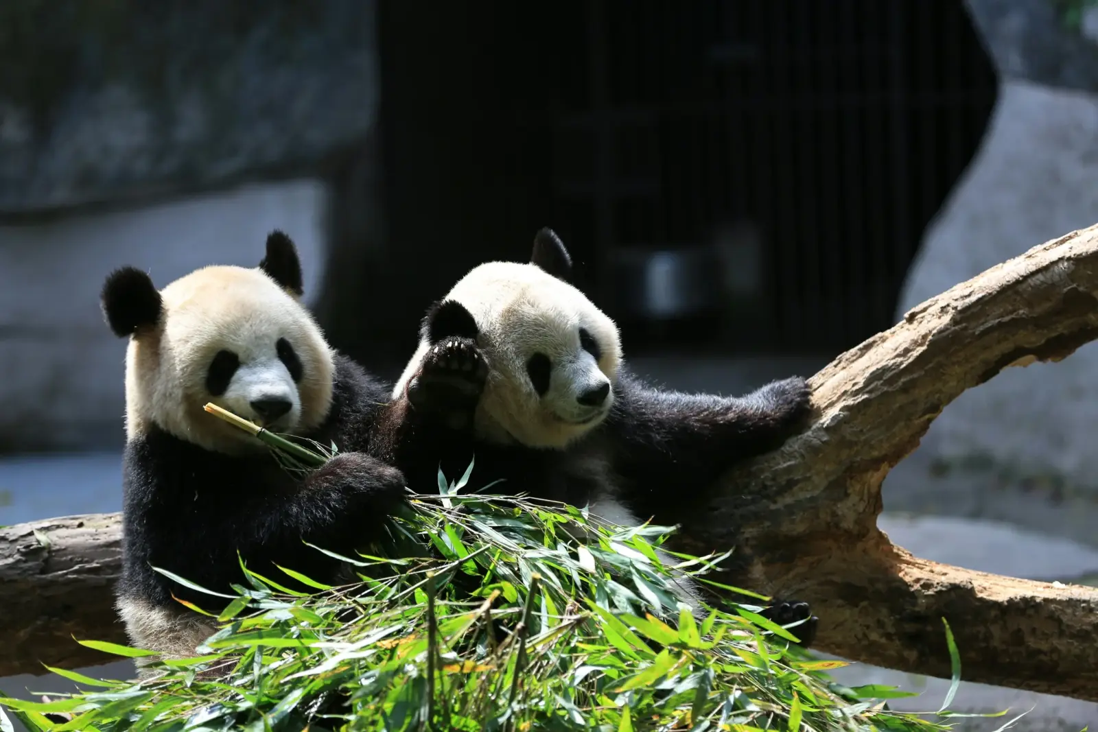 Giant pandas in Chongqing