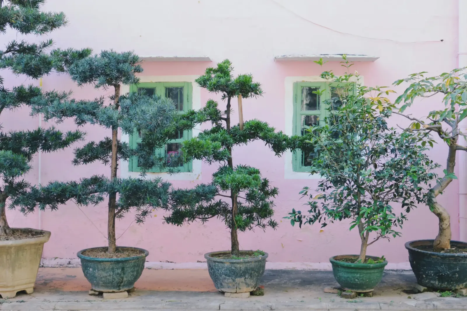 Bonsai and pastel walls in Shunde
