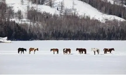 Horses in the snowy Hemu landscape