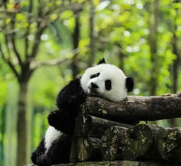 2-Week China Essence and Panda Tour