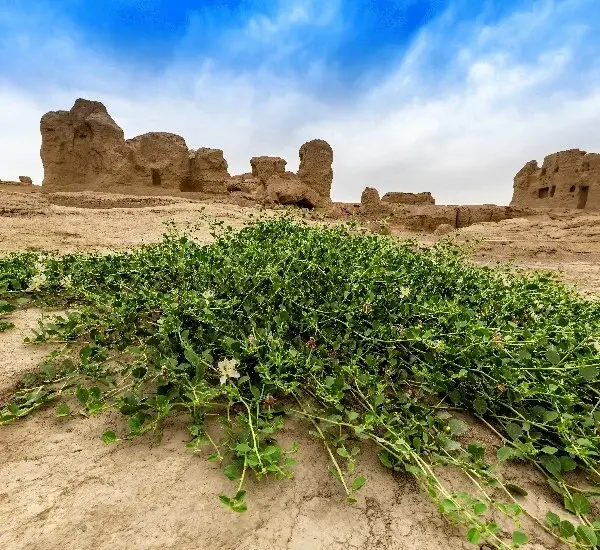 12-Day China Silk Road Tour from Xi’an to Kashgar