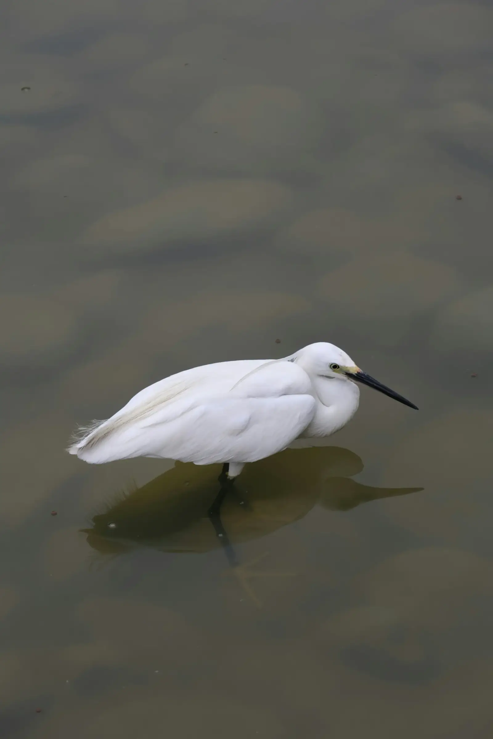An egret photographed beside the water in Zhuhai
